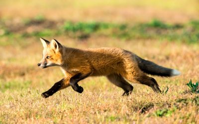 Content Creation: 4 Reasons Why You Need a Fox, Not a Hedgehog