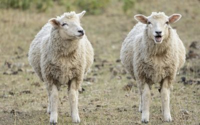 Why “me too” thought leadership may not be “meh”